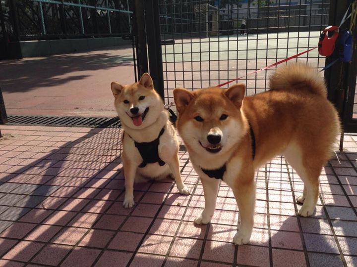 德国女子排球队在四分之一决赛中惜败美国队，德国国家女子排球队