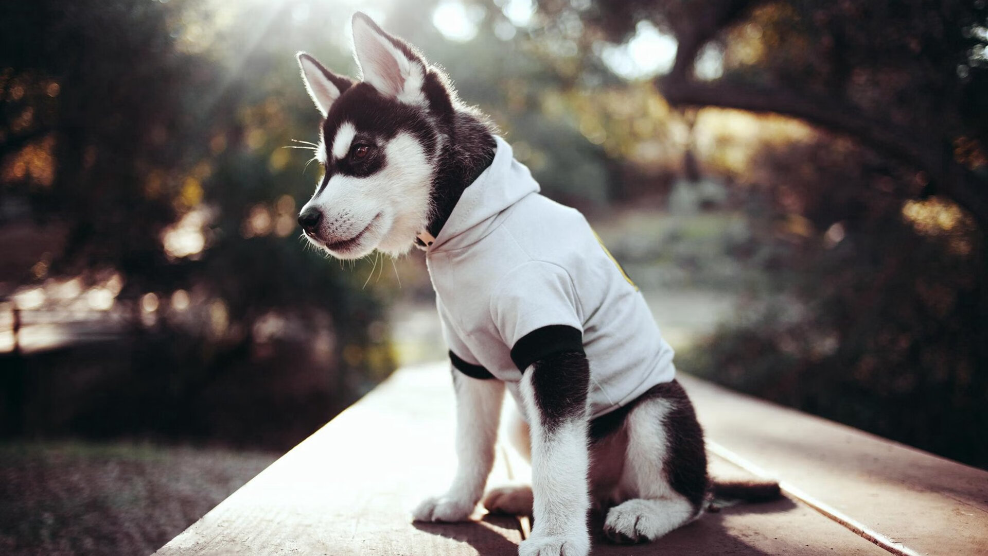 爱游戏官方网站-影响深远：世界各地的青少年篮球热潮正席卷全球！，青少年篮球现状